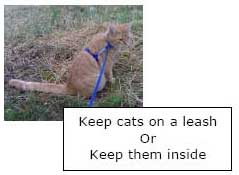 Cat on leash